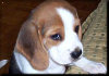 Baltazar, the Beagle puppy.
